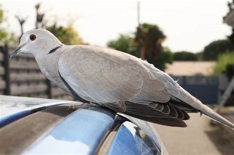 斑鳩死前的徵兆|灰斑鳩